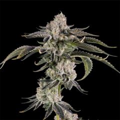 Wizard Trees Gridlock Feminisierte Cannabissamen