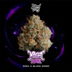 Wizard Trees Night Ritual Feminisierte Cannabissamen