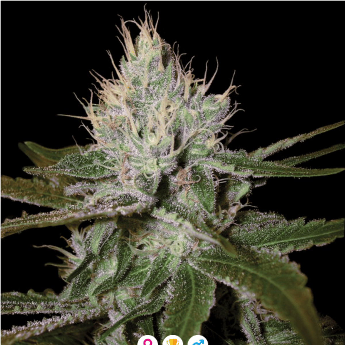 Cannalope Haze Produktfoto