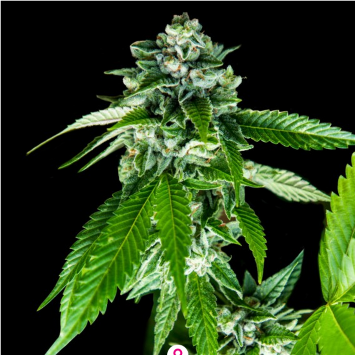 Sorbet Dream Feminisiert