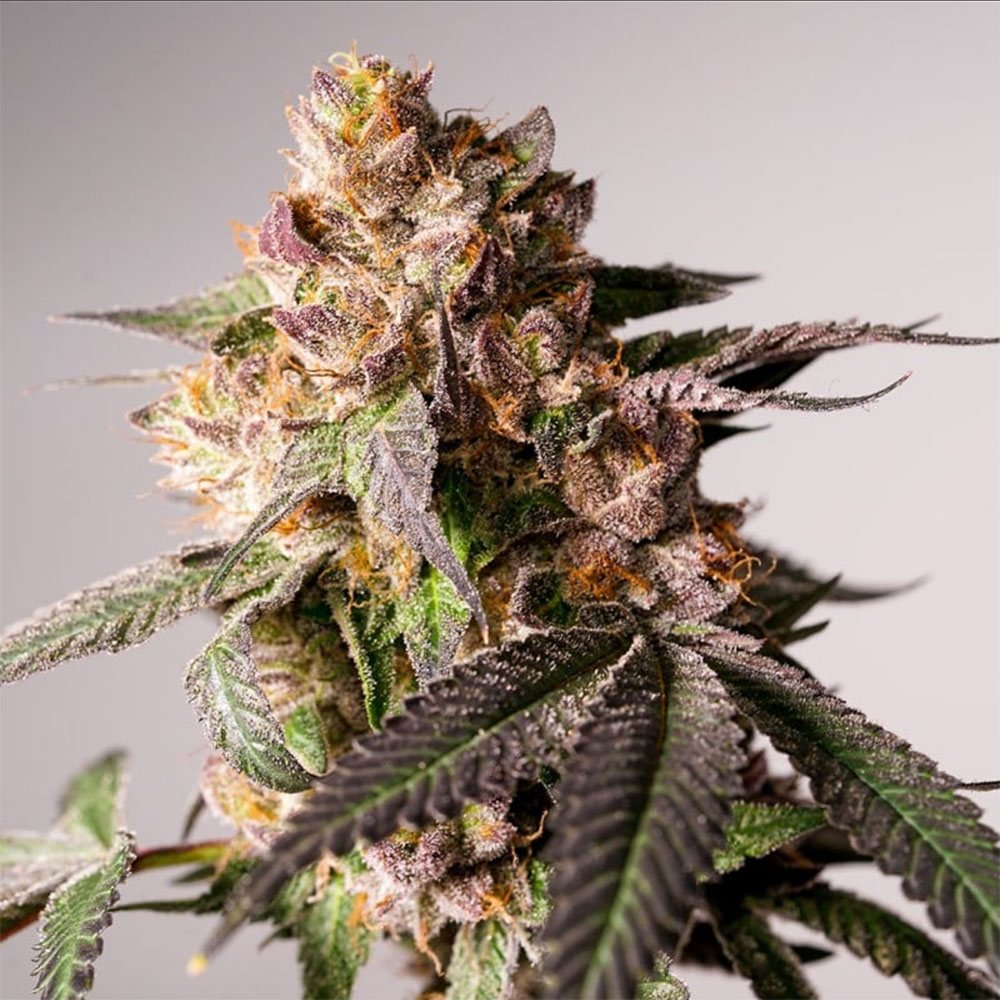 Slurricane Cookies Feminisiert