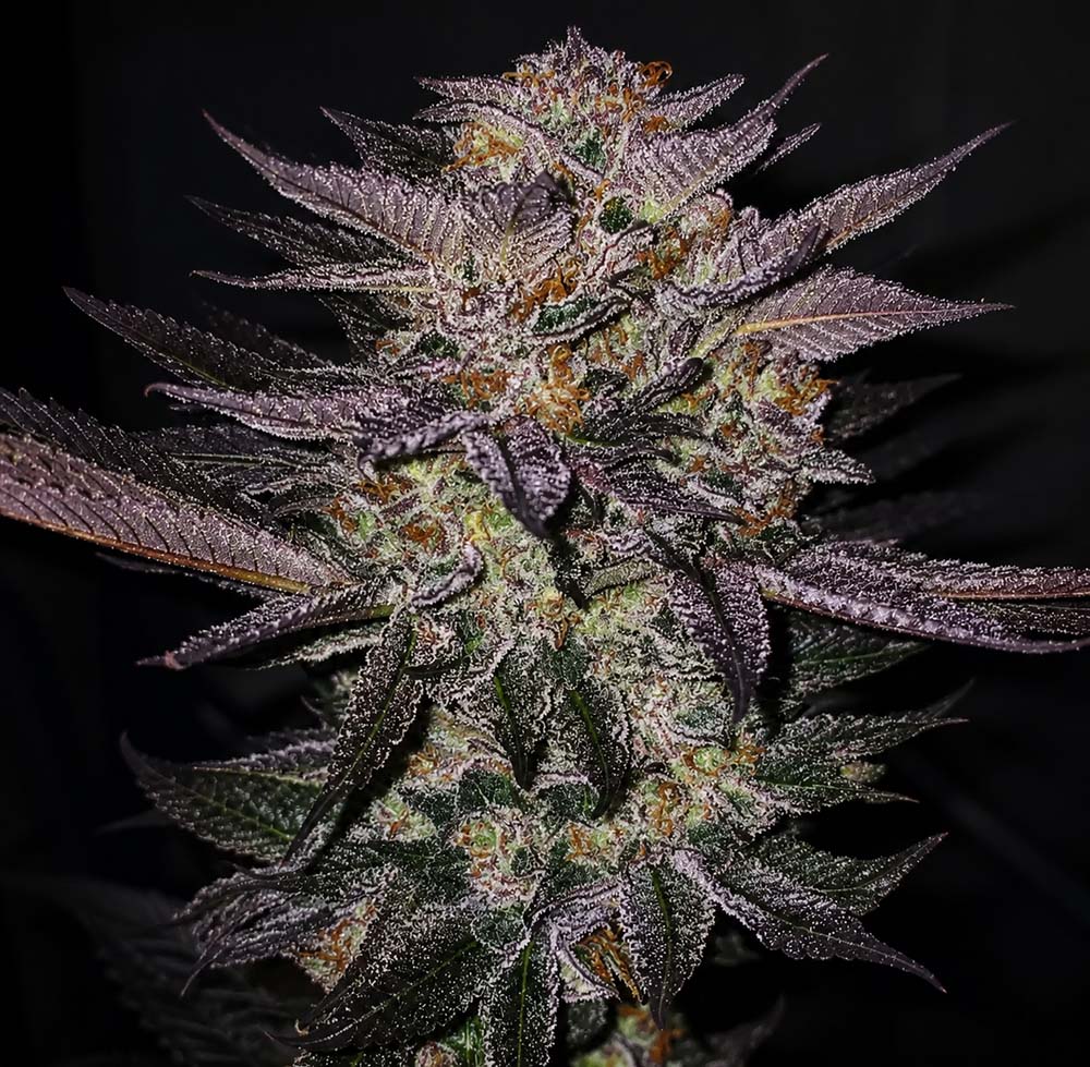 Atomic Fuego R1 Feminisiert