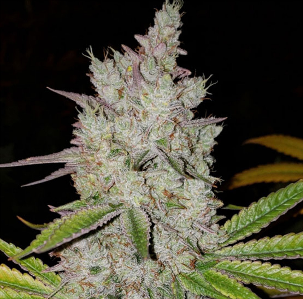 Lilac Diesel RBX2 Auto