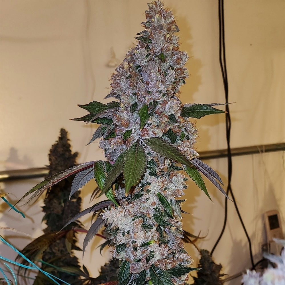 Liqueur R1 Feminisiert