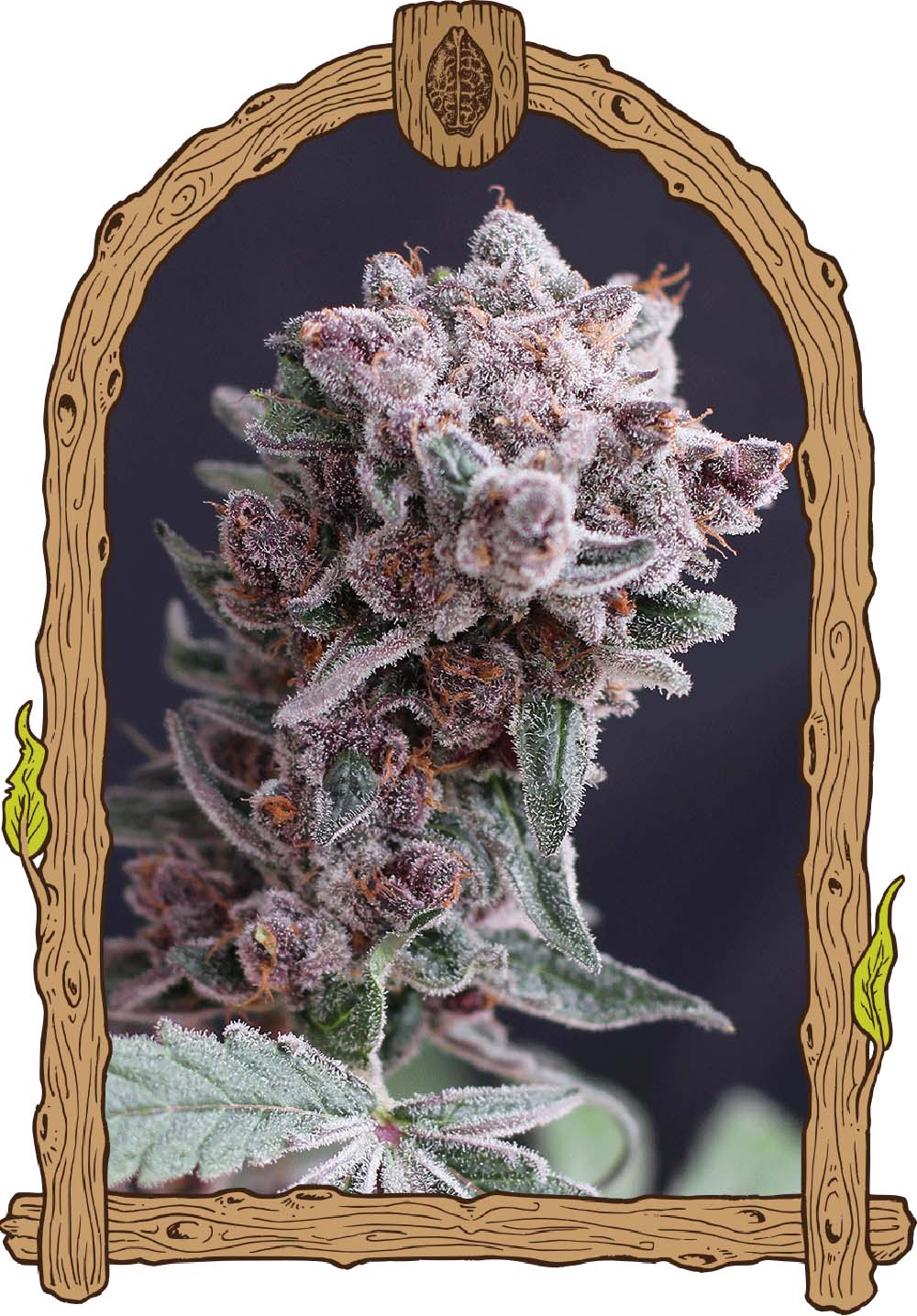 Tangie Smasher Auto
