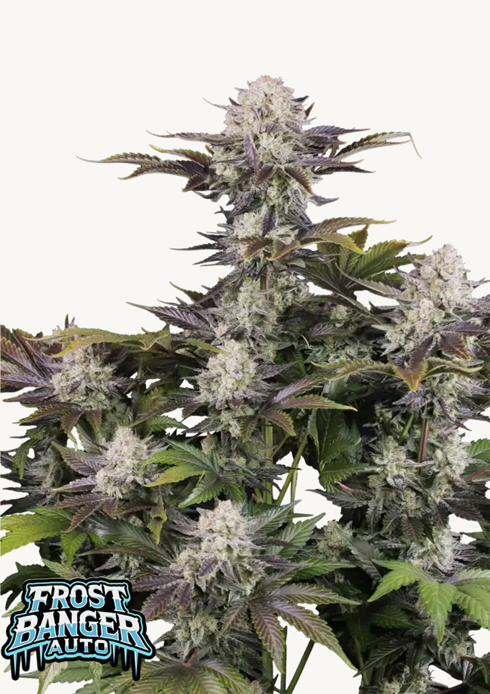 Frostbanger F4 Auto