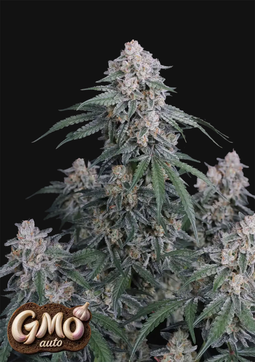 GMO Auto