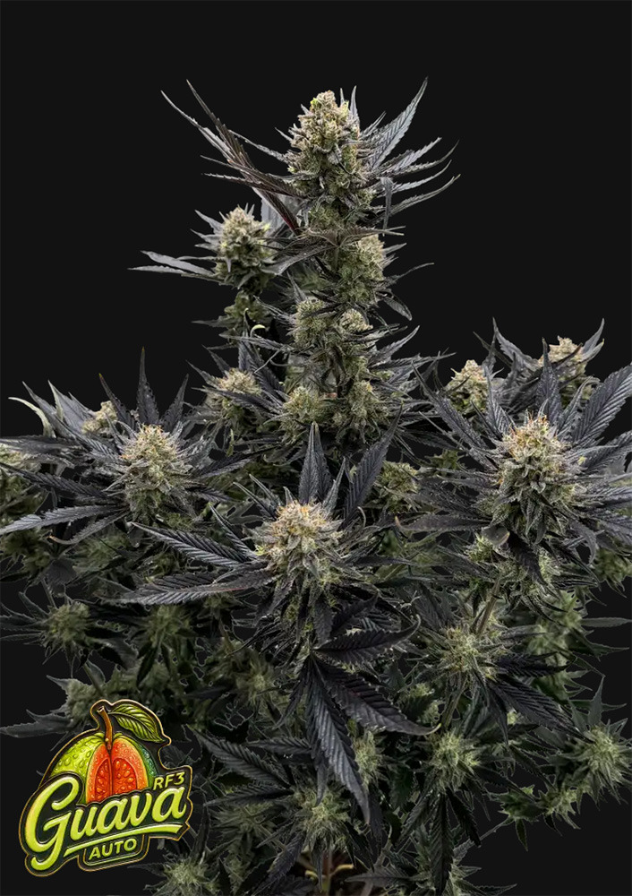 Guava RF3 Auto