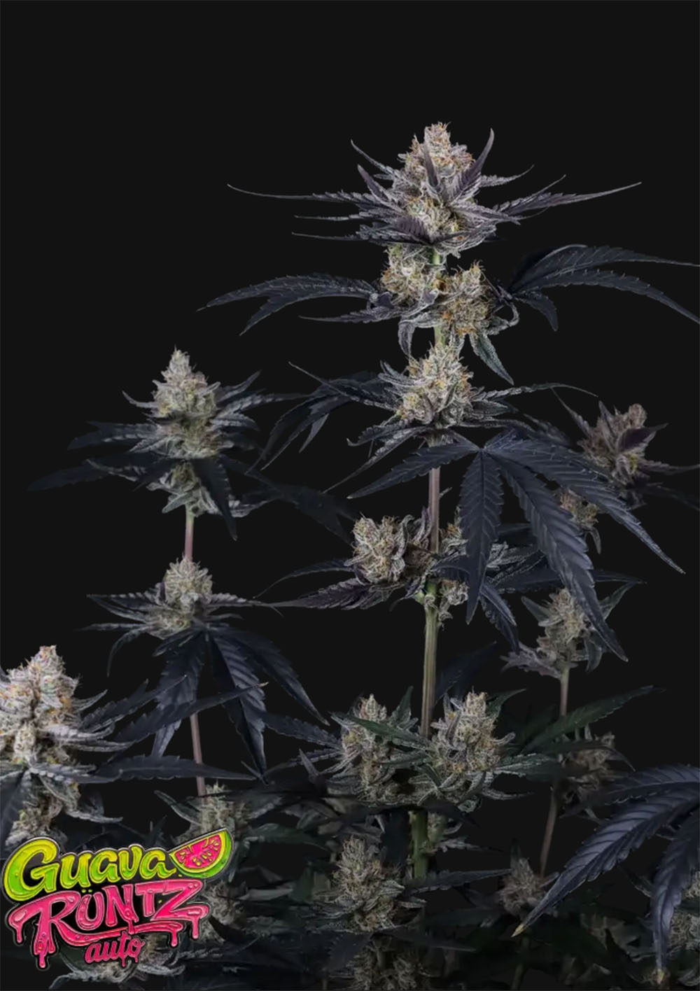 Guava Runtz Auto