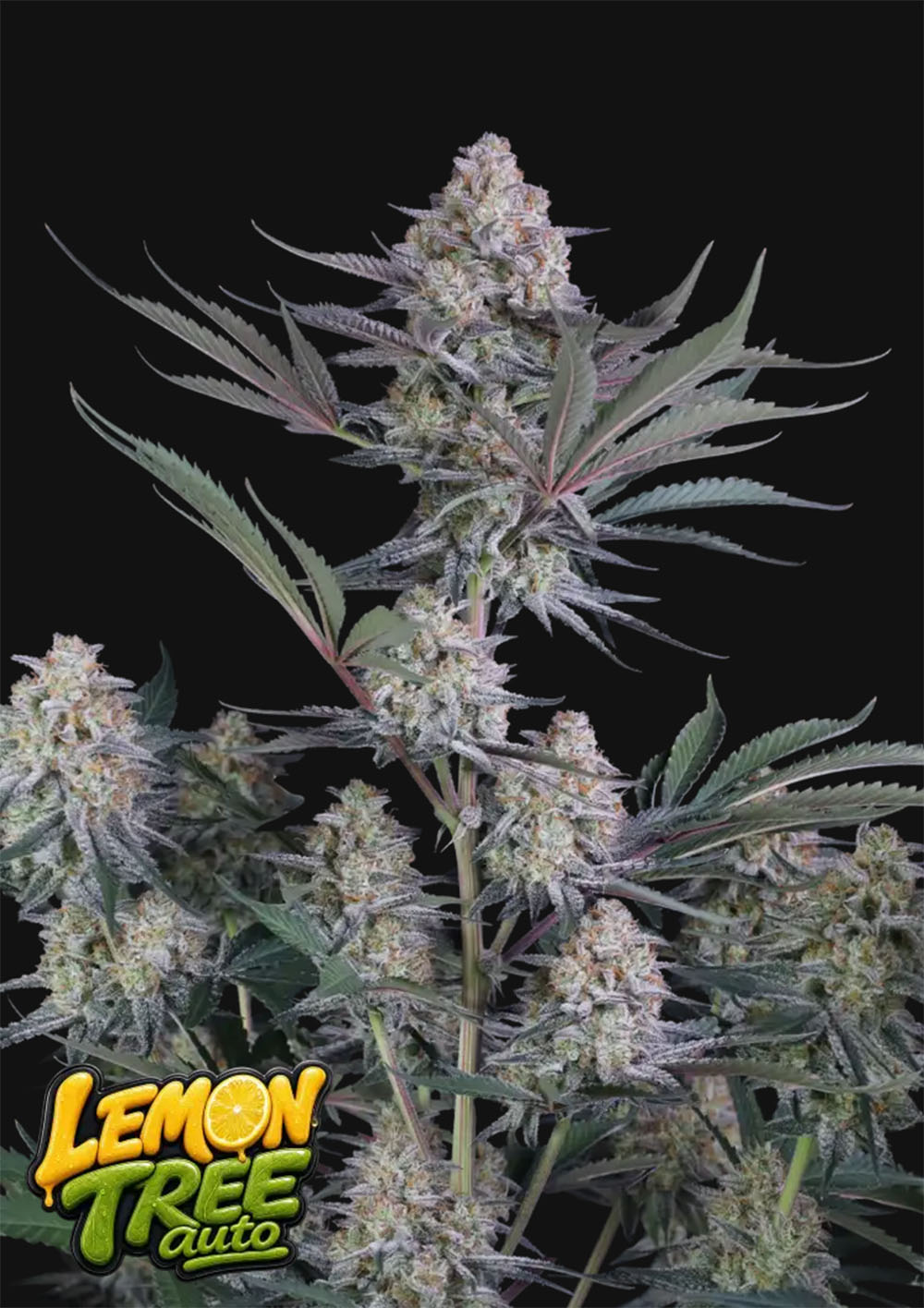 Lemon Tree Auto