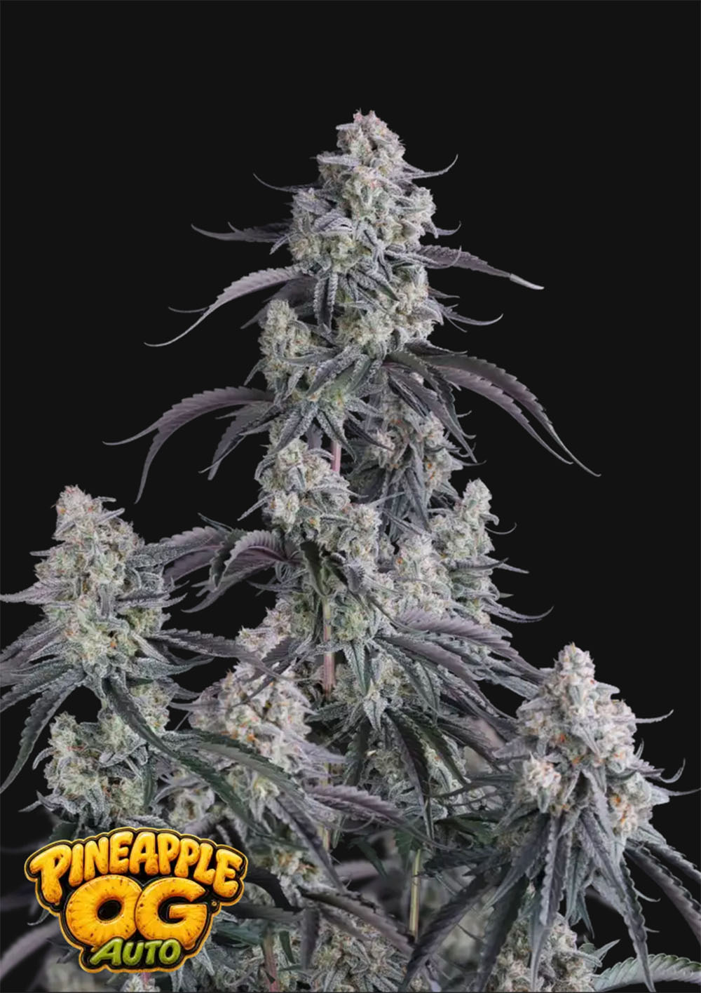Pineapple OG Auto