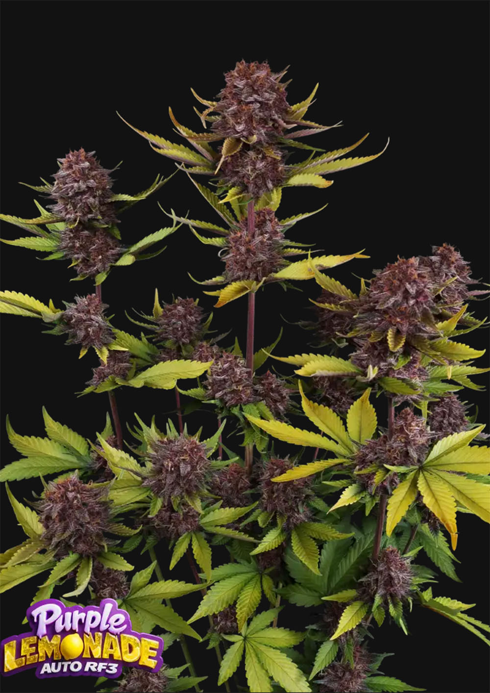 Purple Lemonade RF3 Auto