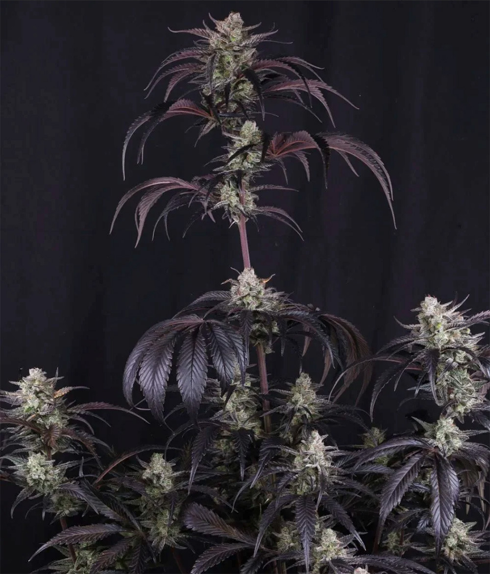 Strawberry Gorilla RF3 Auto