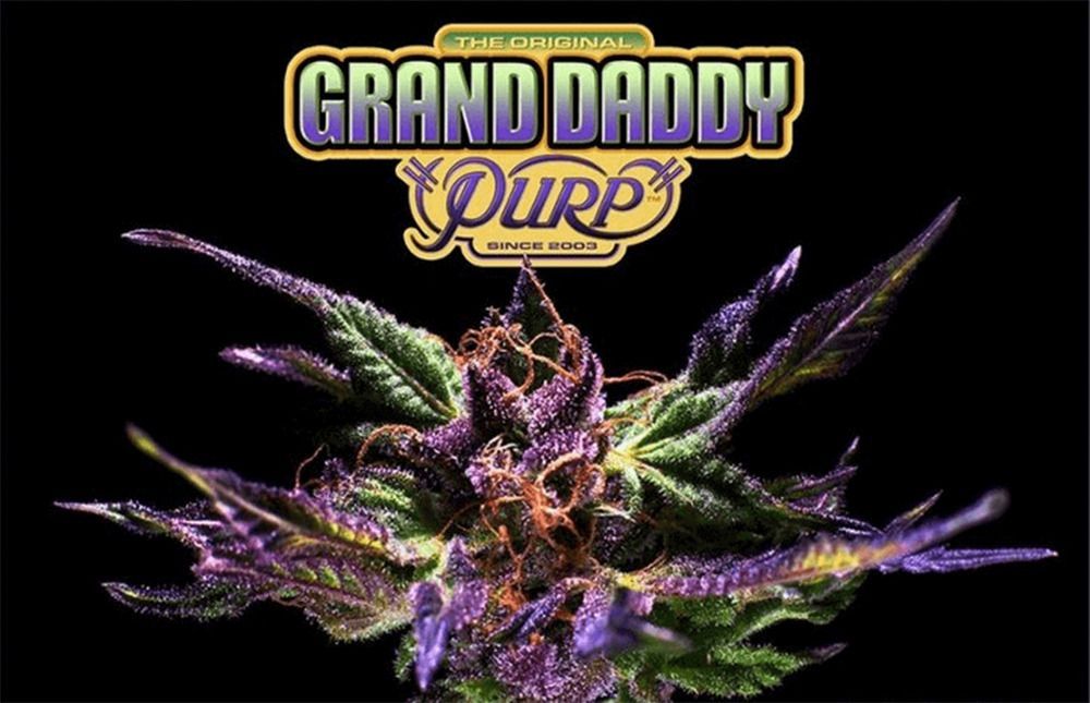 Grand Daddy Purple Regulär
