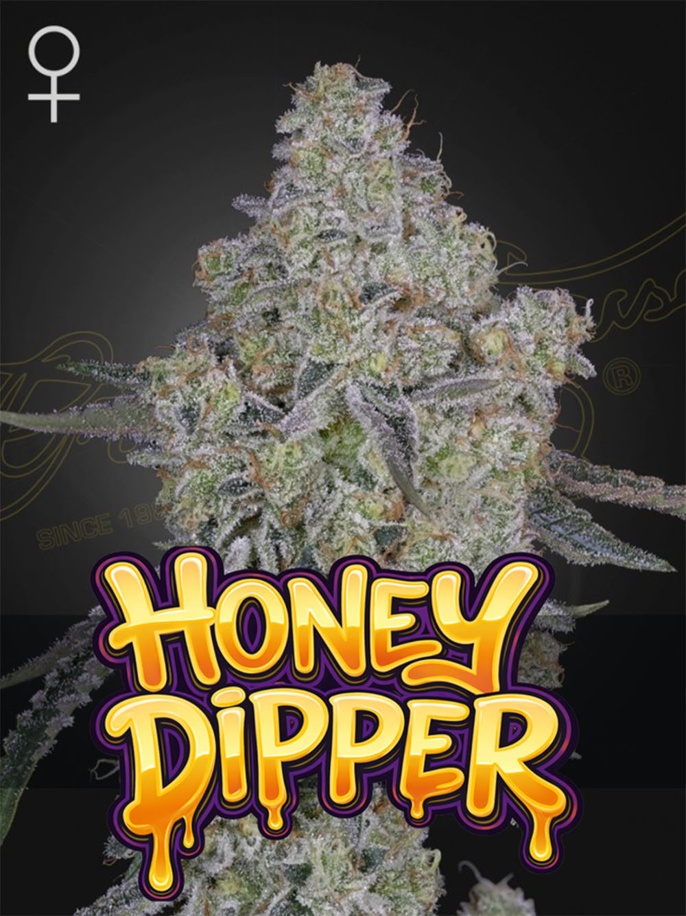 Honey Dipper Feminisiert