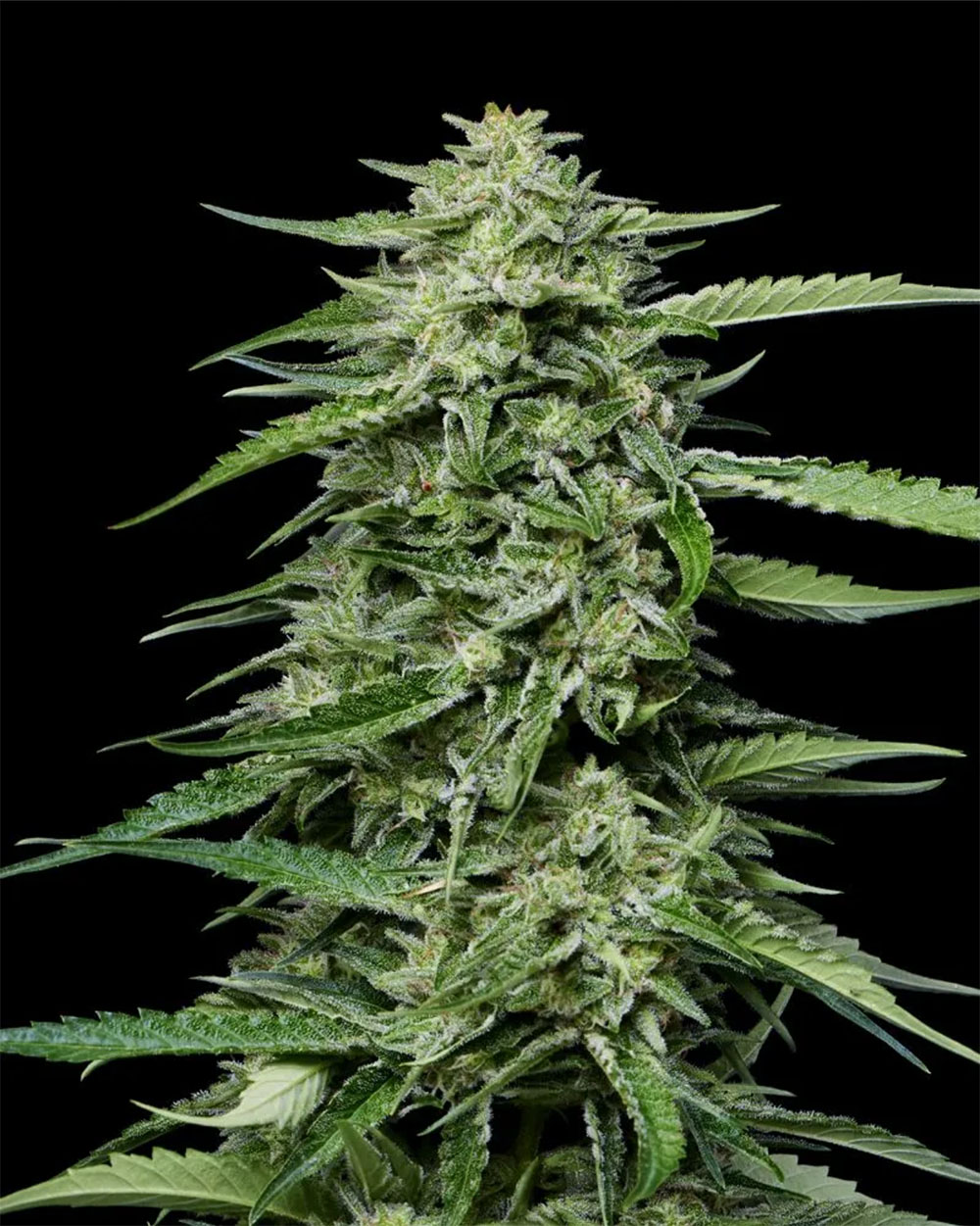 Blueberry Honey Feminisiert