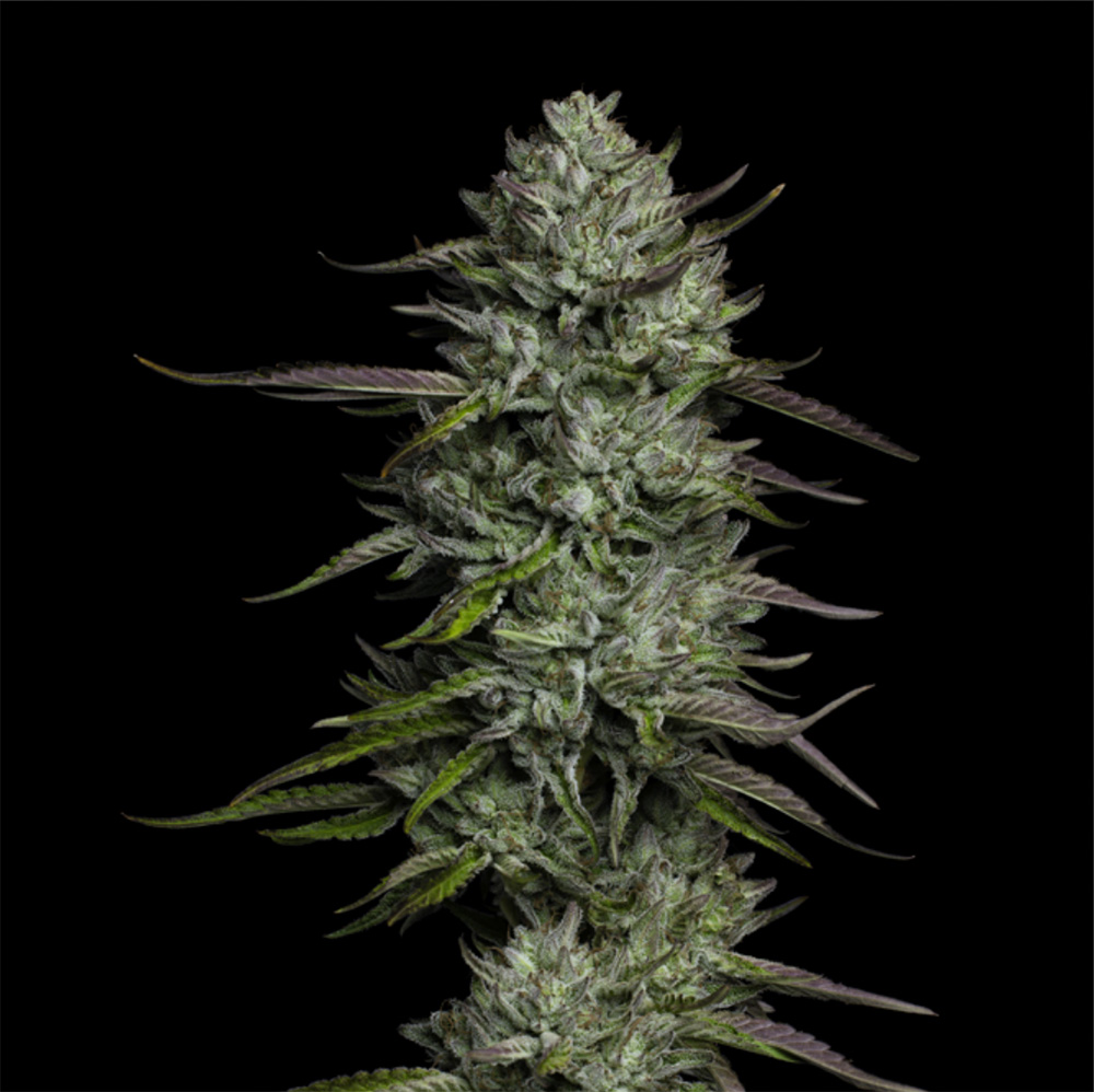 Redemption Indica Feminisiert