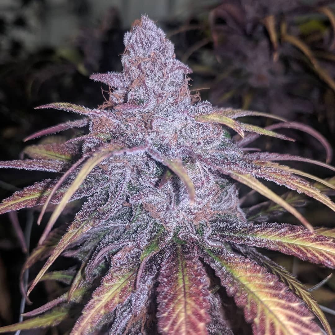 Black Cherry Punch Feminisiert
