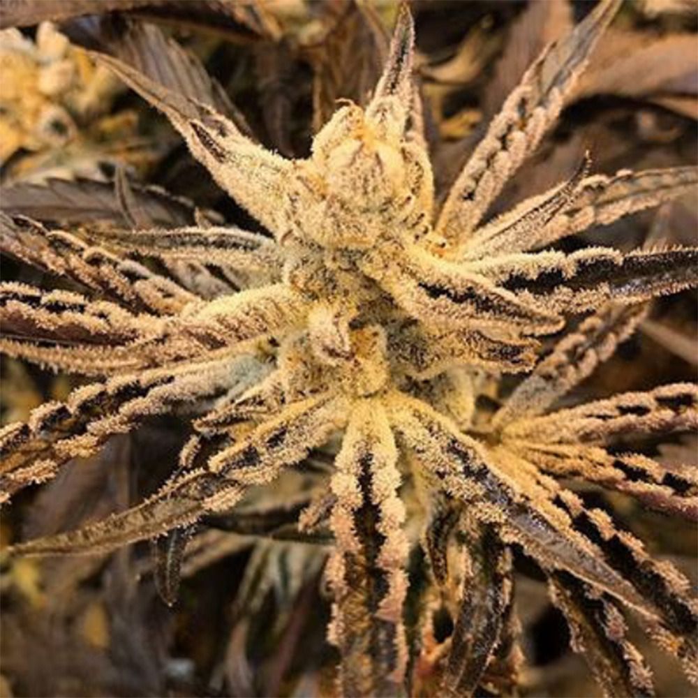 Platinum Kush Breath Remix Feminisiert