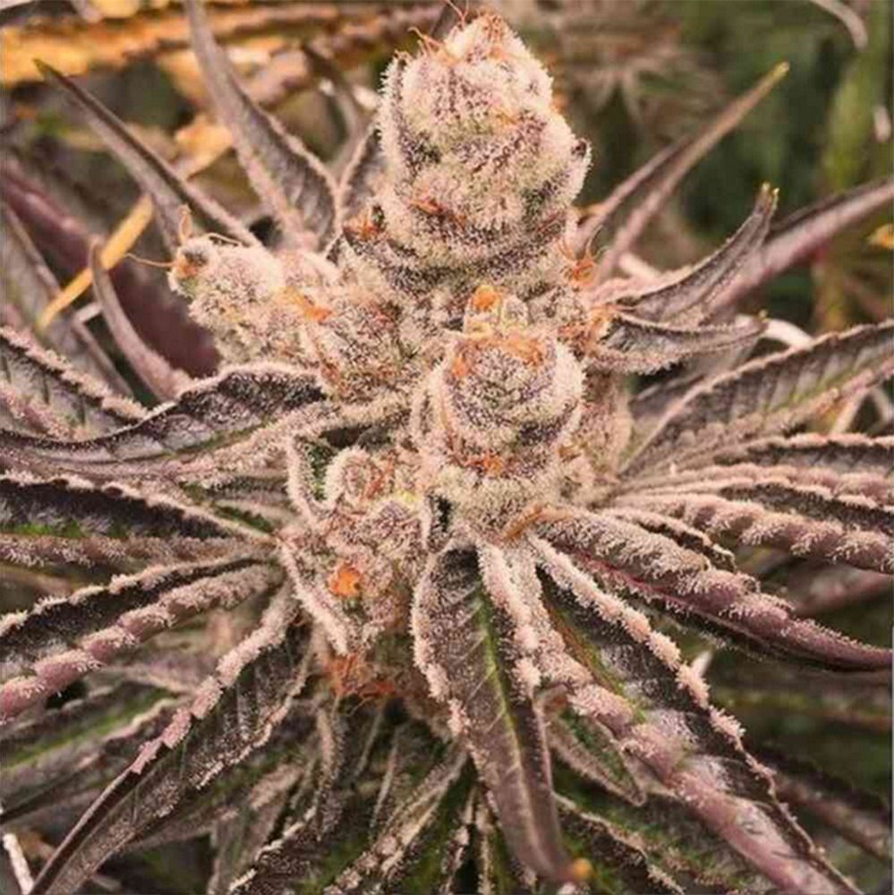 Platinum Purple Candy Feminisiert
