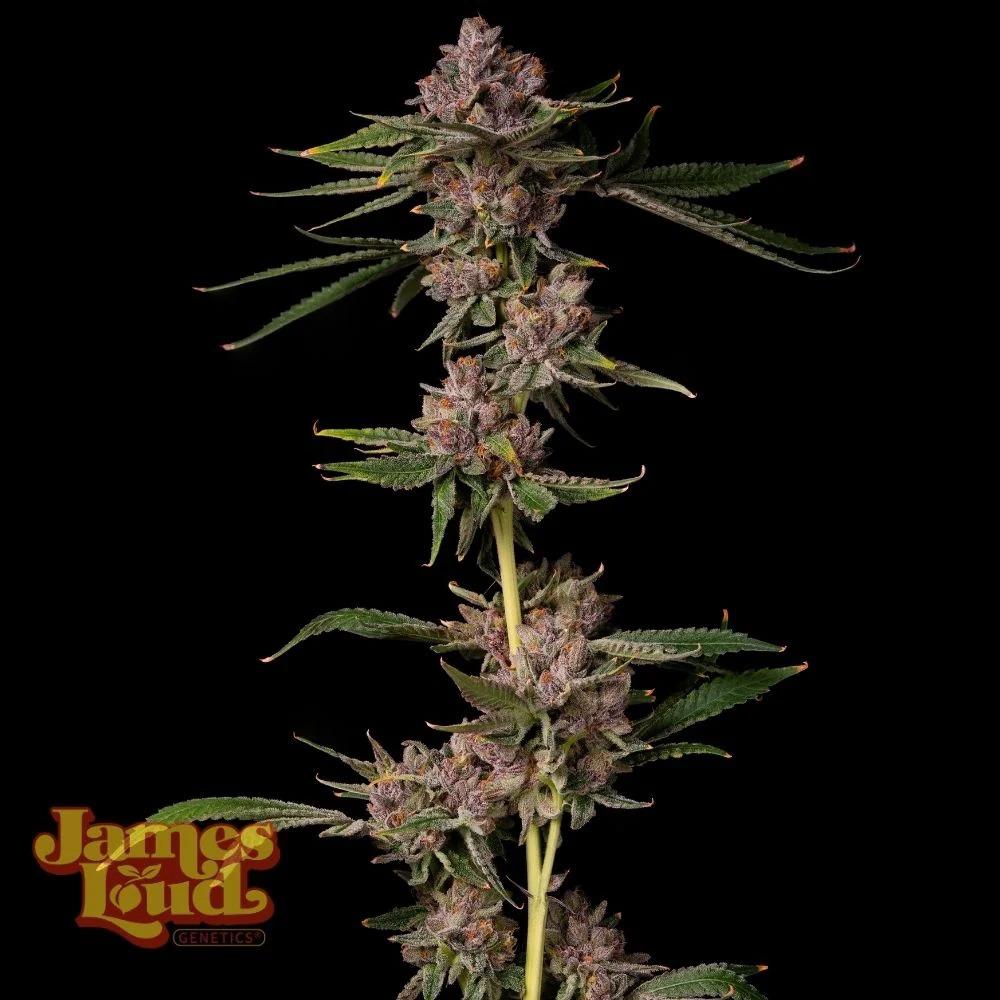 Triangle Lemon Cherry Feminisiert
