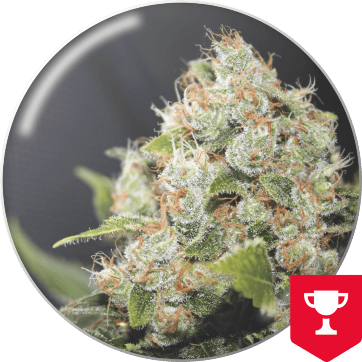 BCN Sour Diesel Produktfoto