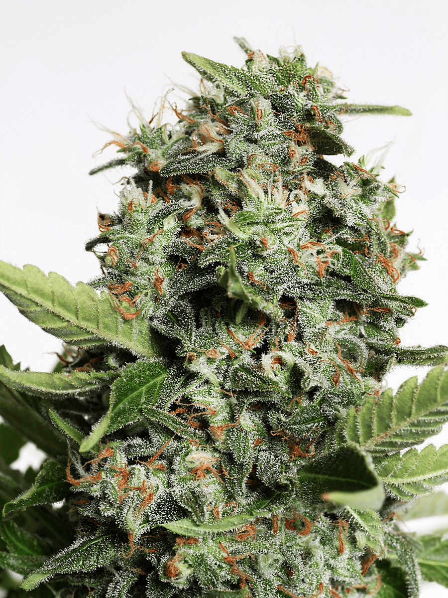 Autopilot-XXL (Ministry Of Cannabis) Produktfoto