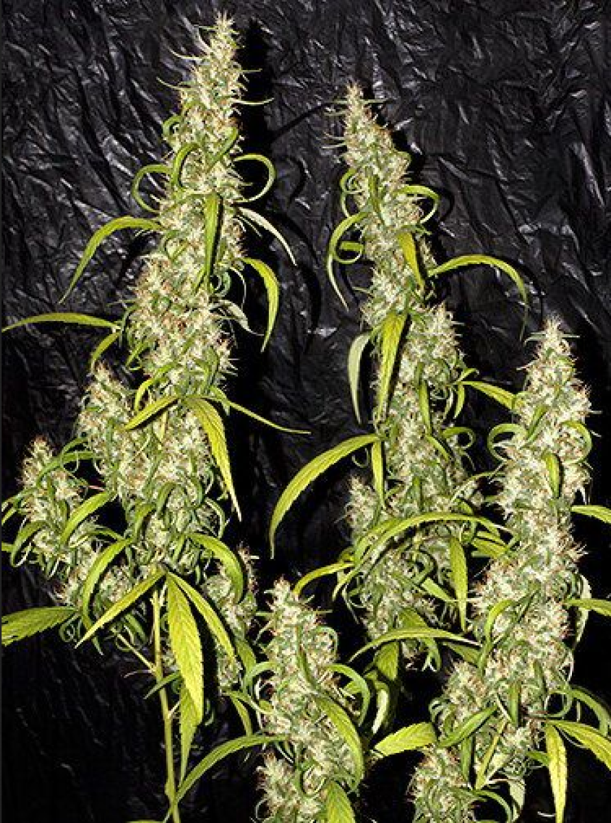 Neville's Haze Regulär