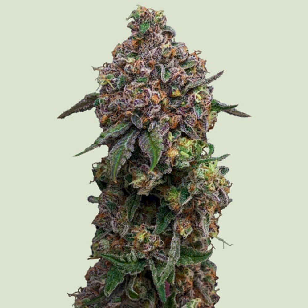 Cosmic Cheddar F1 Feminisiert