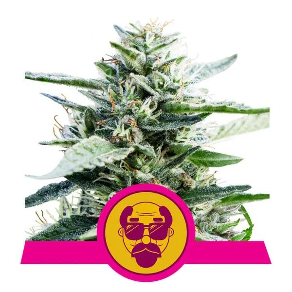 Granddaddy Purple Feminisiert