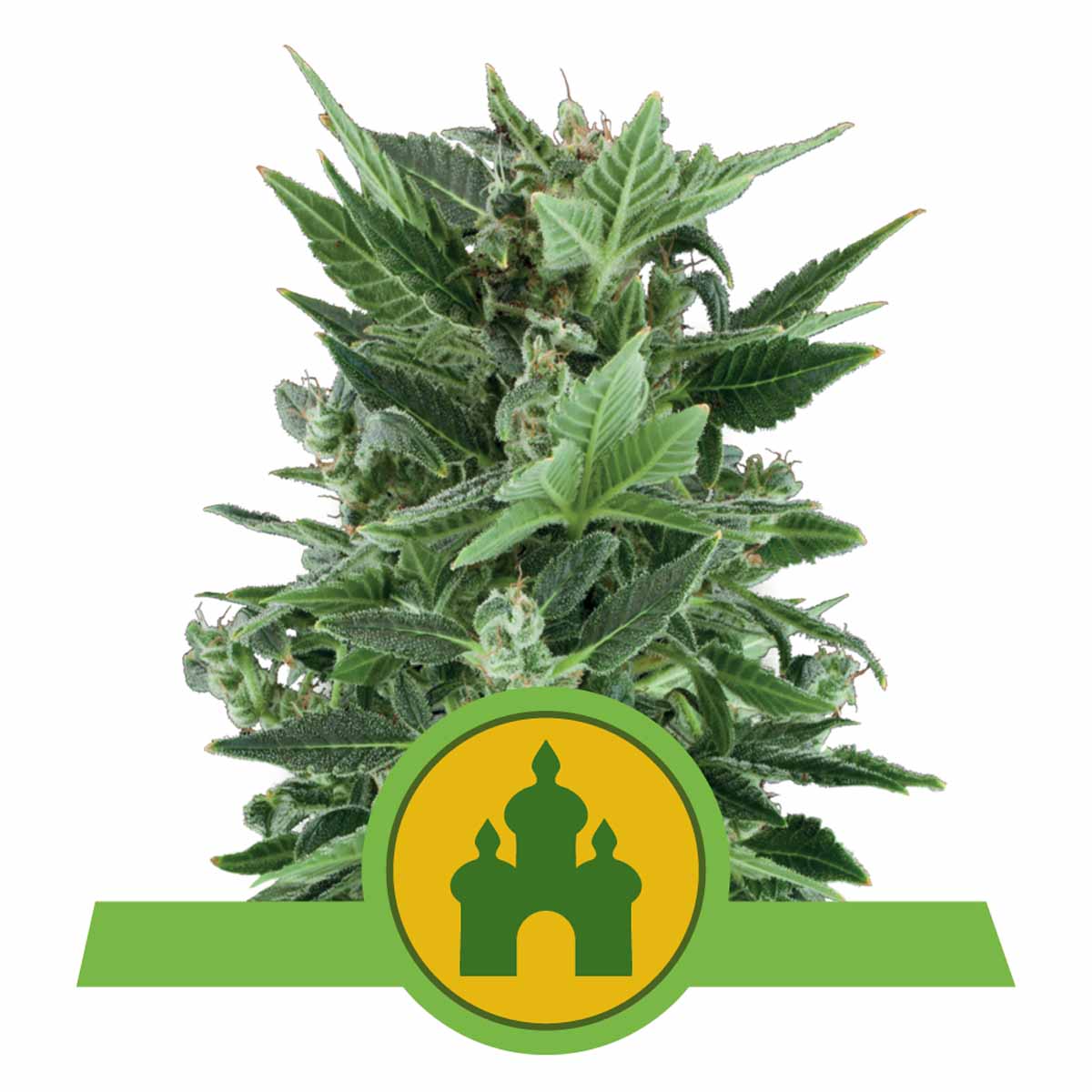 Royal Kush Automatic