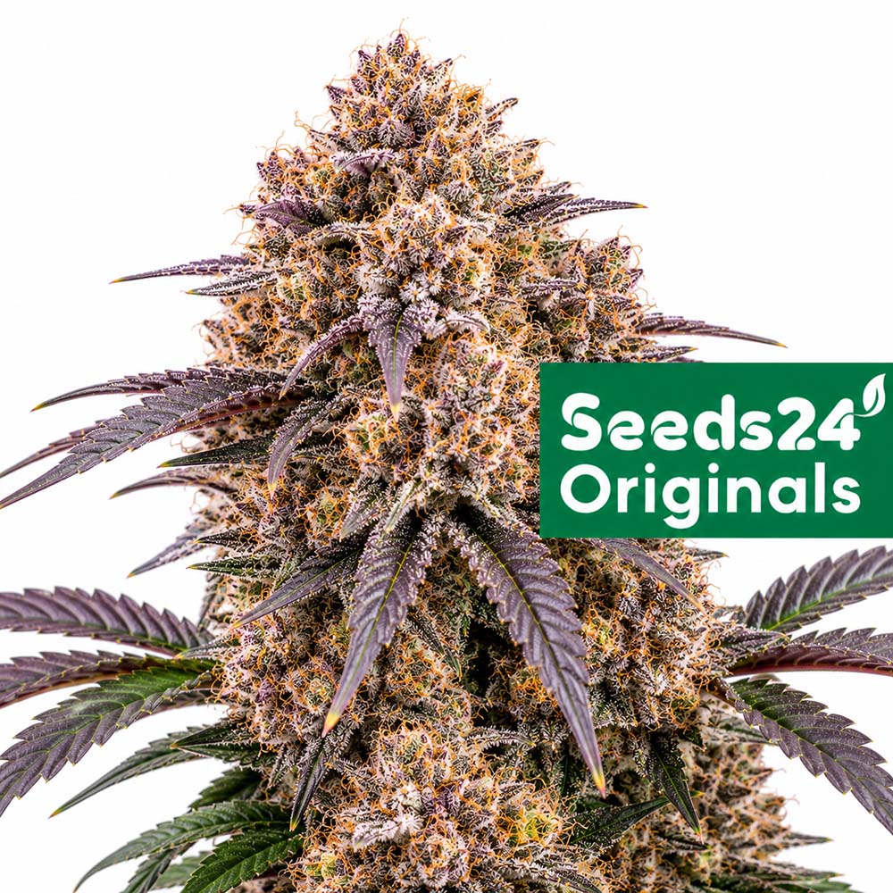 Apple Fritter Auto