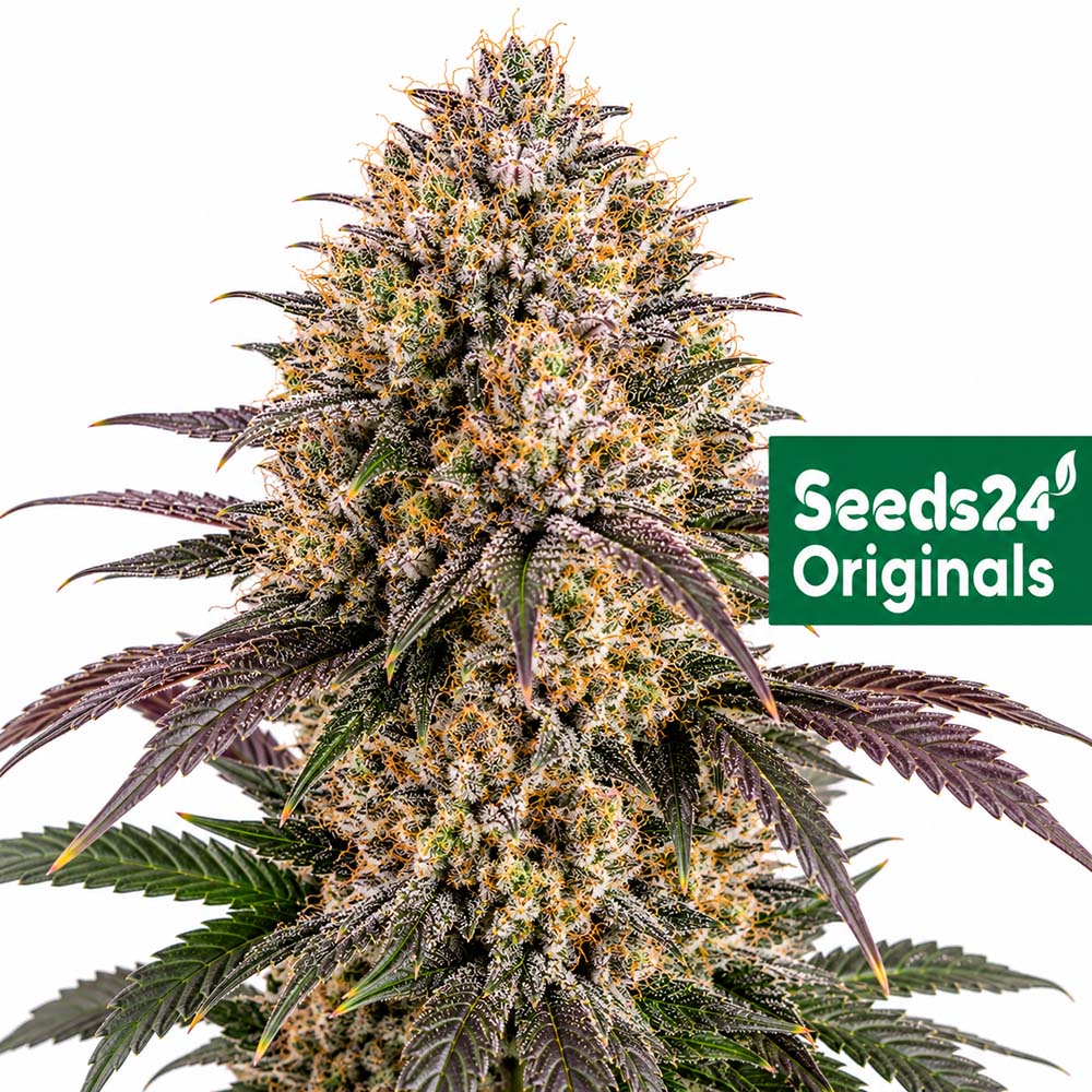 Forbidden Fruit Auto