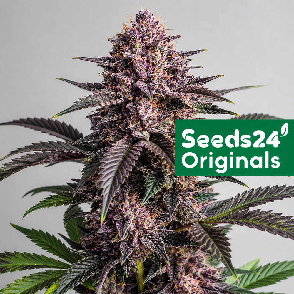 Purple Punch F1 Feminisiert