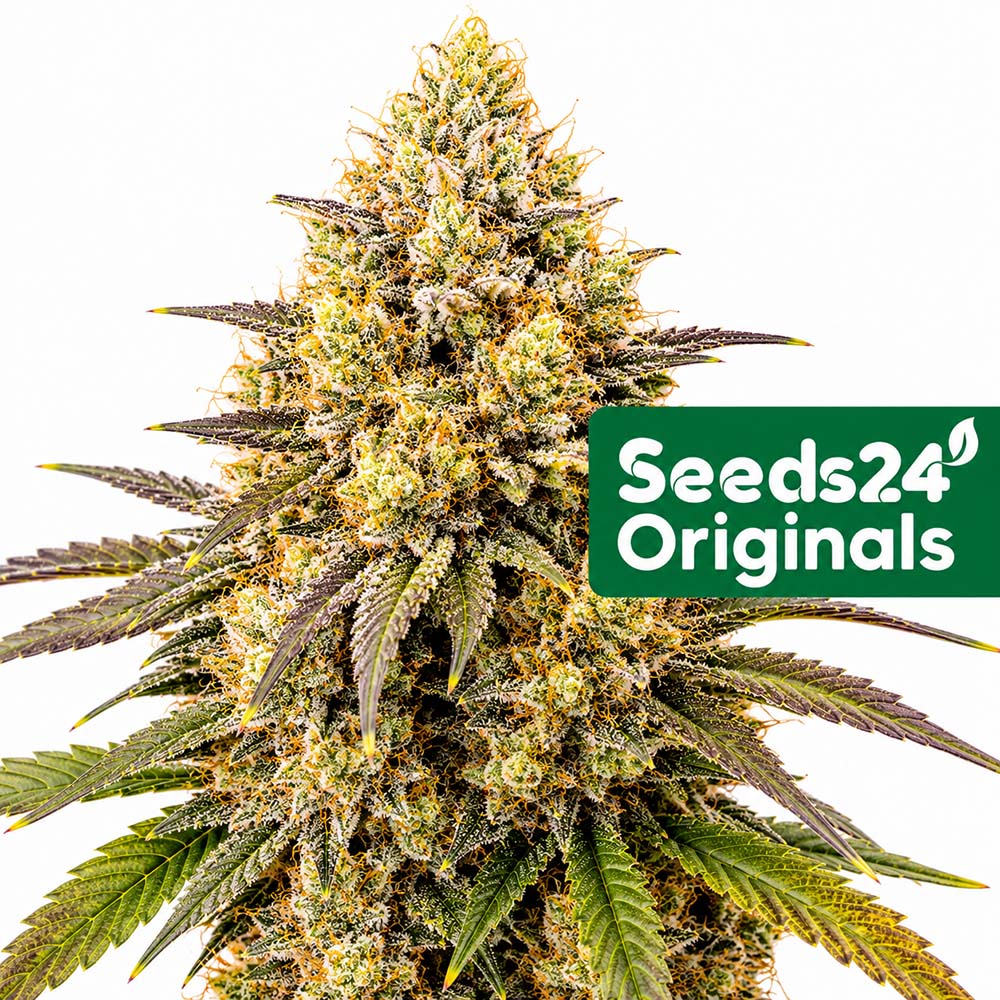 Sherbet Auto