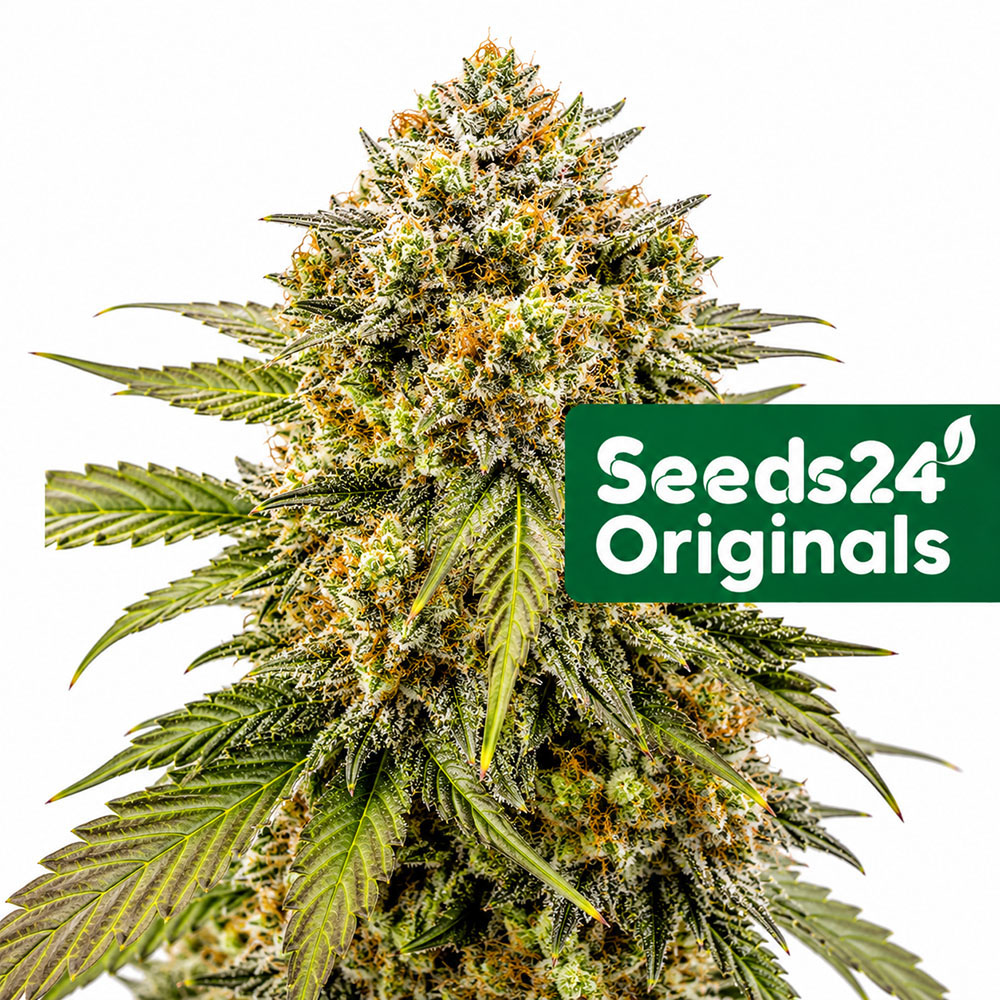 Sweet Afghan Delicious F1 Auto