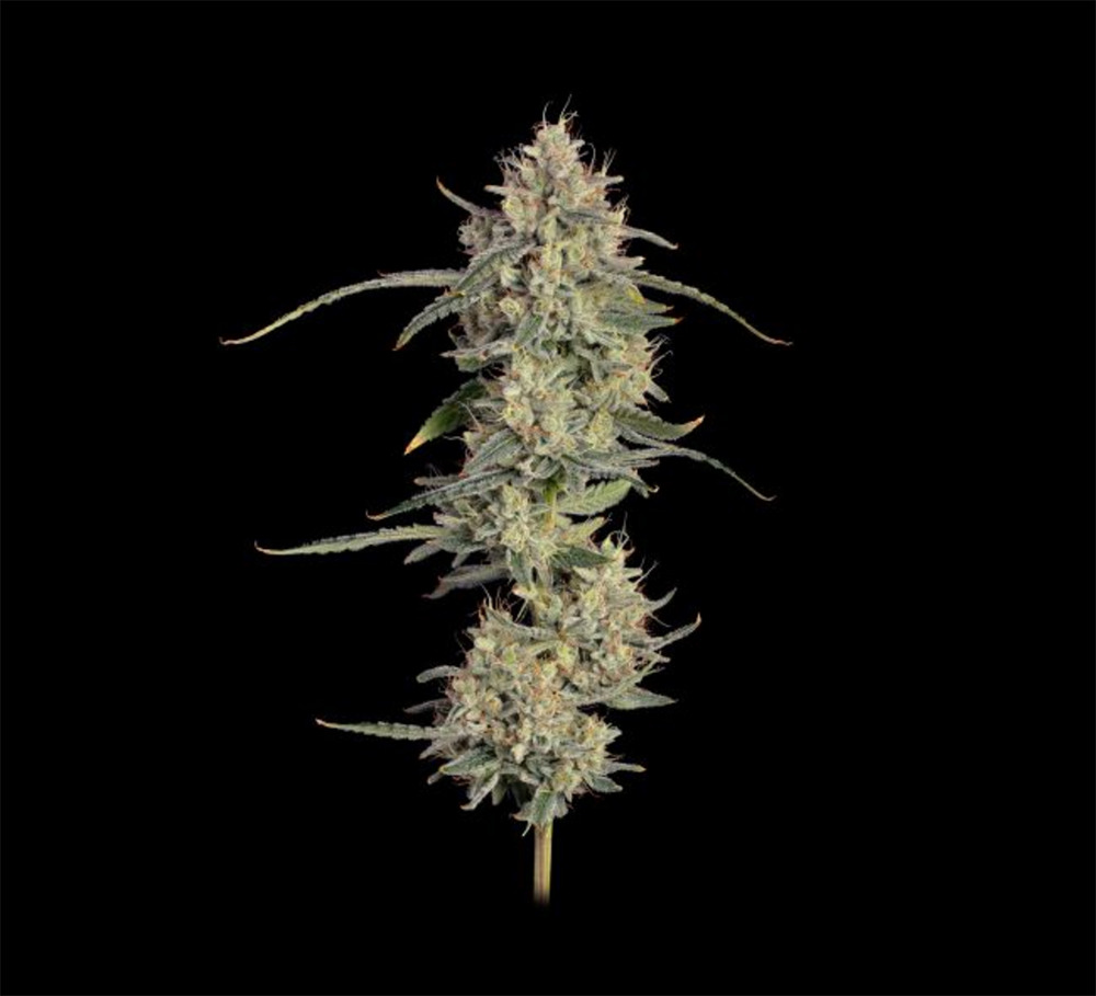 Chem Cookies Auto