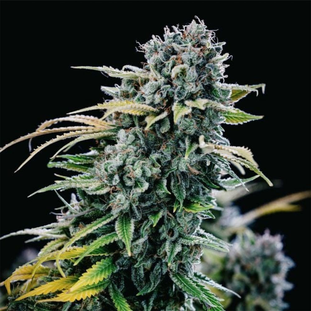 Green Crack Feminisiert