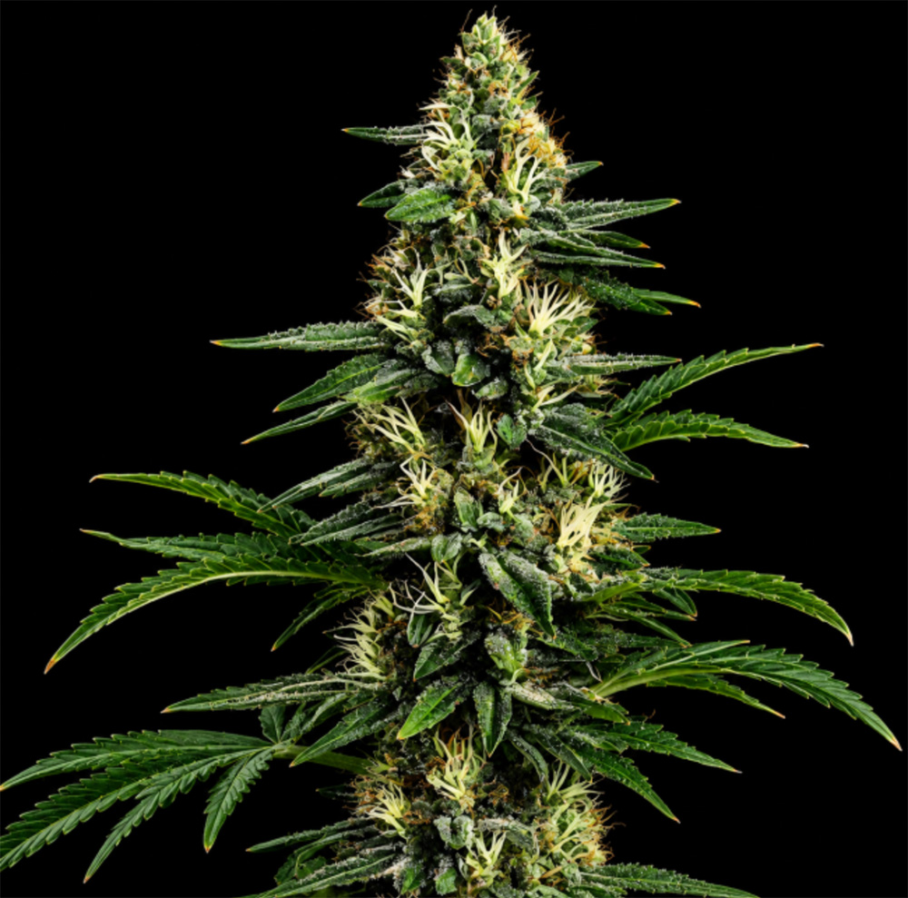 Northern Lights 99 (Brothers Grimm Collab) Feminisiert