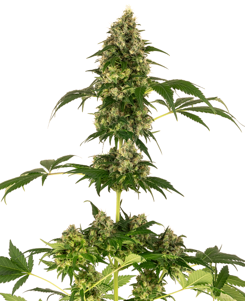 Cobalt Haze Feminisiert (Sensi Seeds) Produktfoto