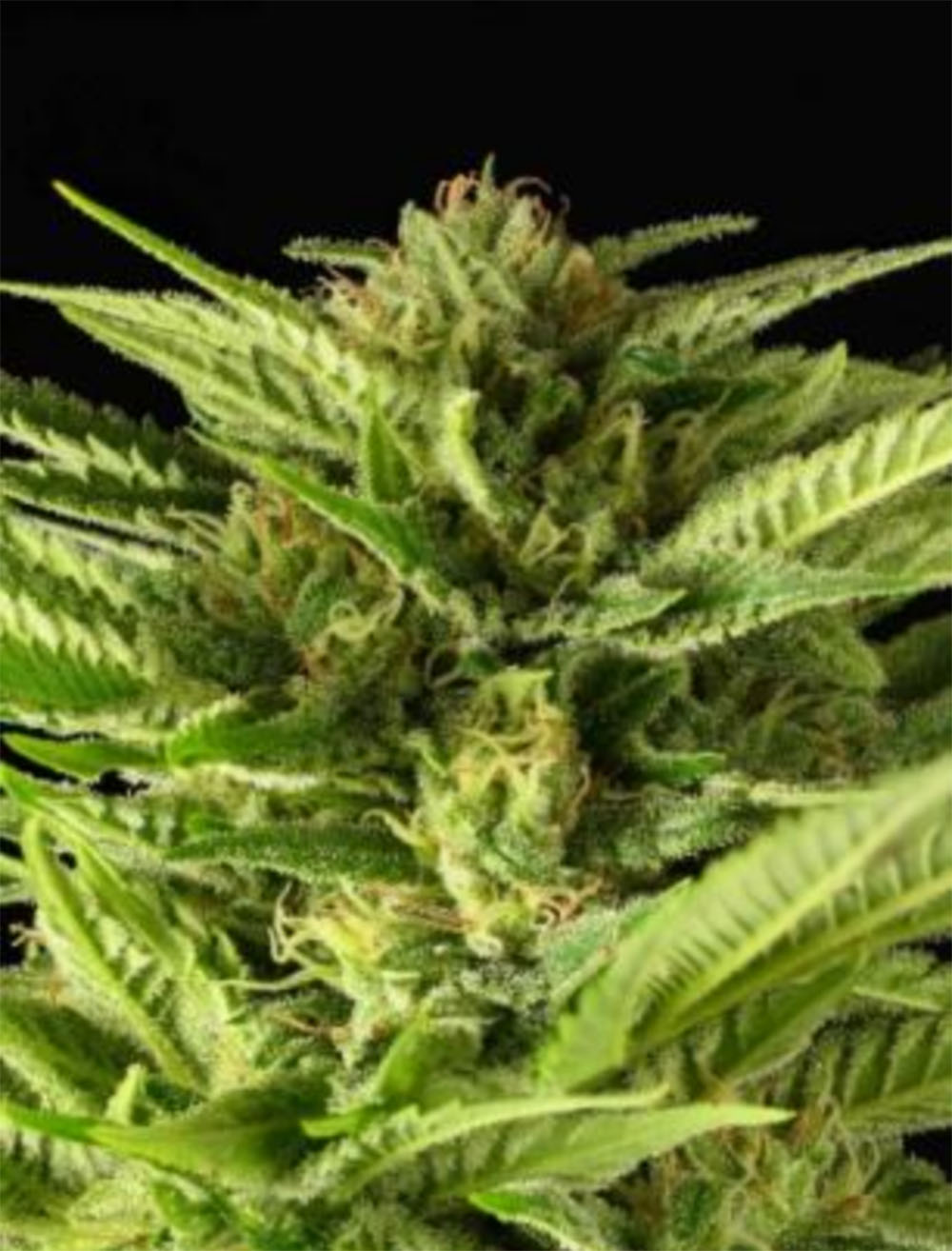 Fruity Durban Feminisiert