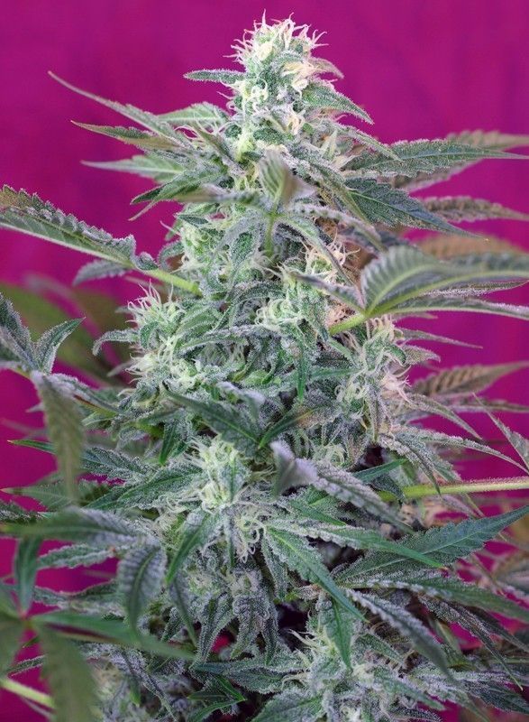 Big Foot Feminisiert (Sweet Seeds) Produktfoto