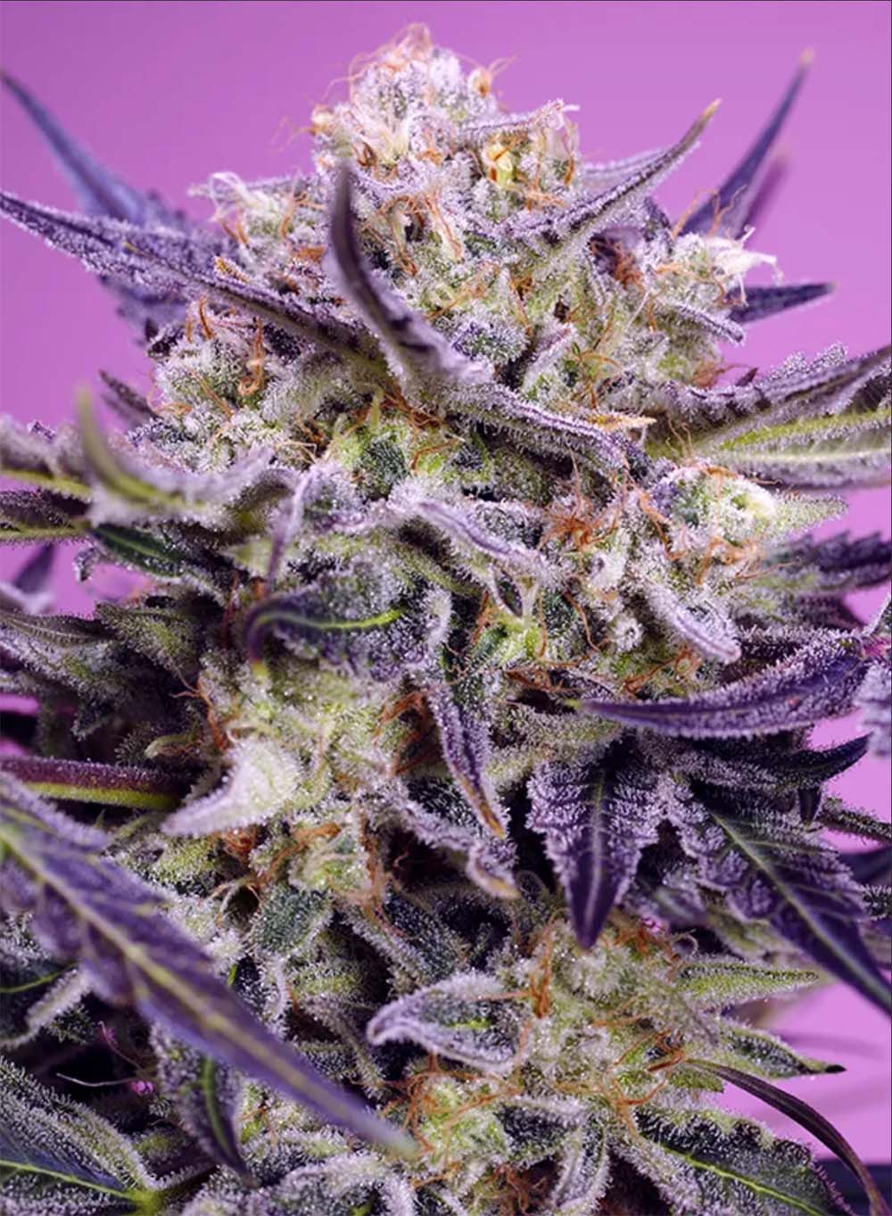 Pink Guava F1 Fast Version Feminisiert