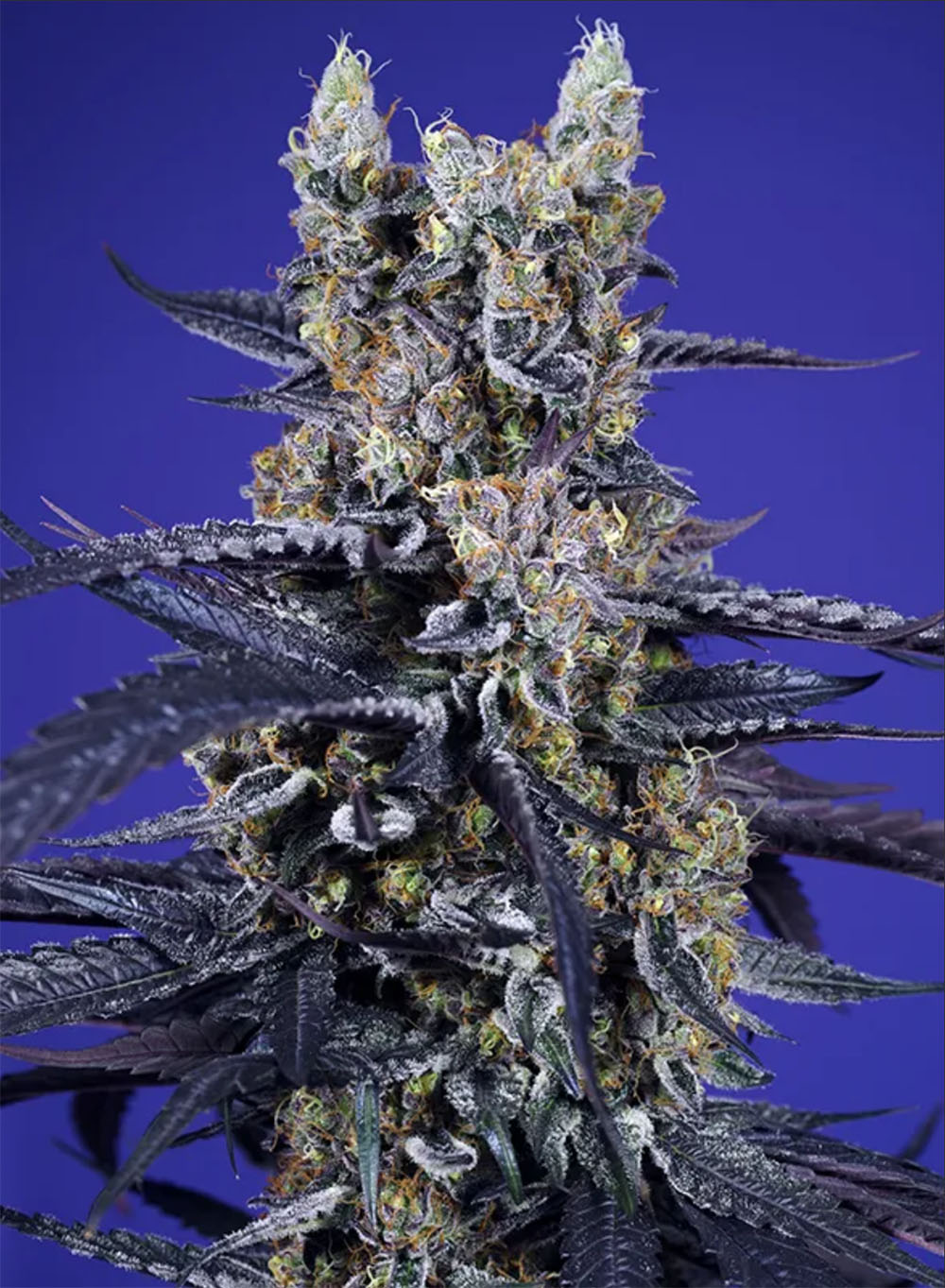 Super Boof XL Auto