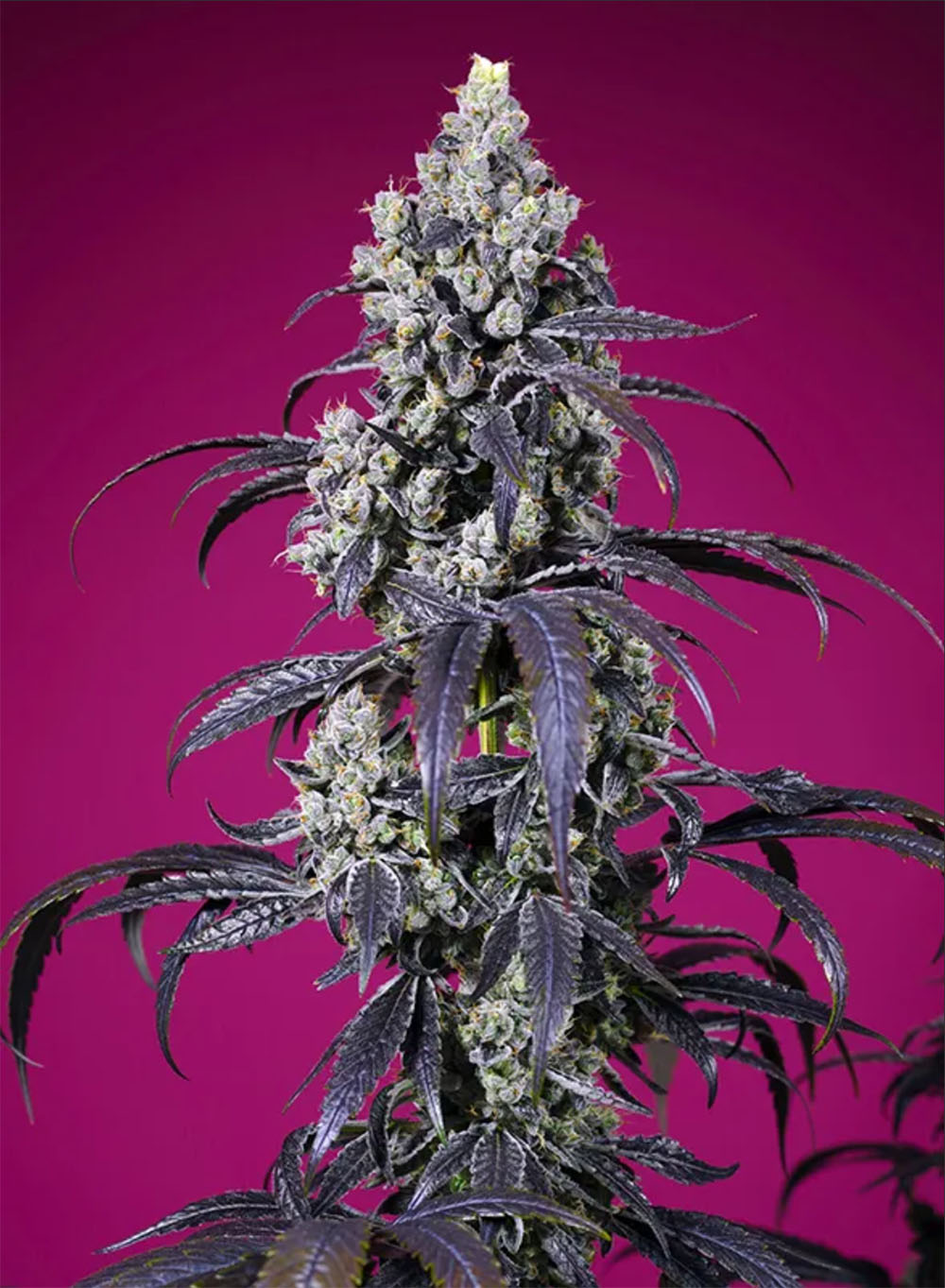 Tropicanna Cherry XL Auto