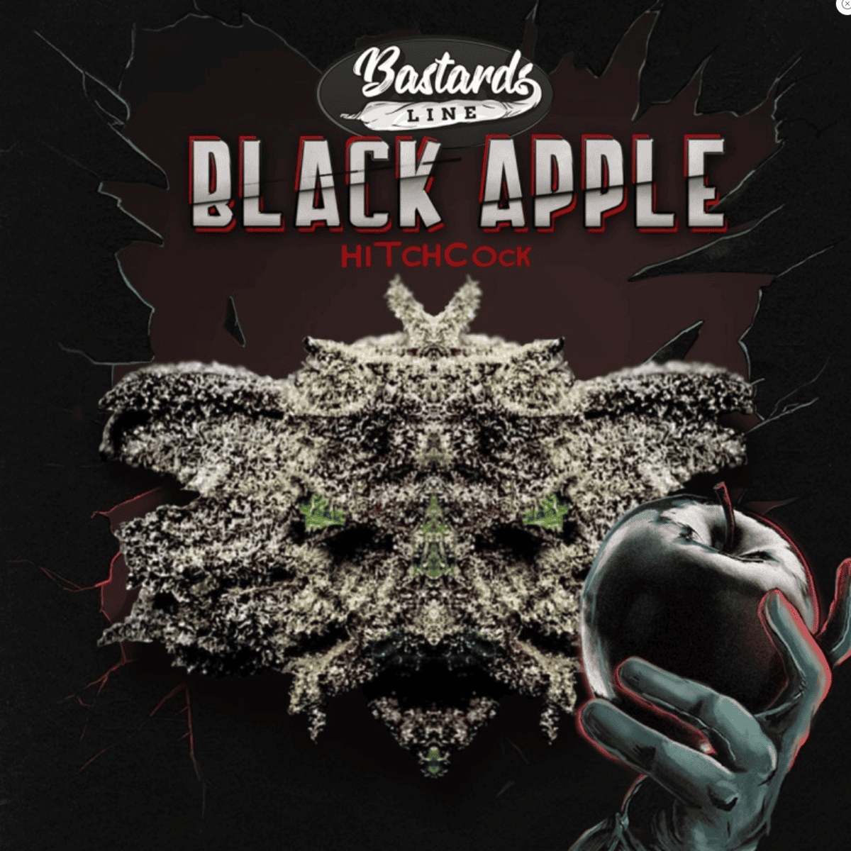 Black Apple Hitchcock Feminisiert (T.H. Seeds) Produktfoto
