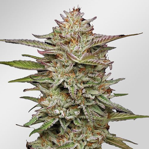 Banana OG Hanfsamen Empfehlung