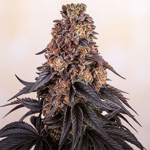 Girl Scout Cookies Cannabissamen Empfehlung